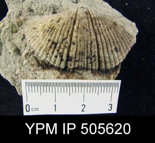 Cyrtospirifer sp.
