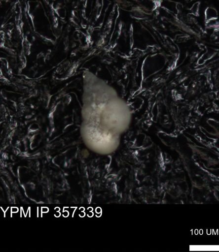 undet. Foraminiferida