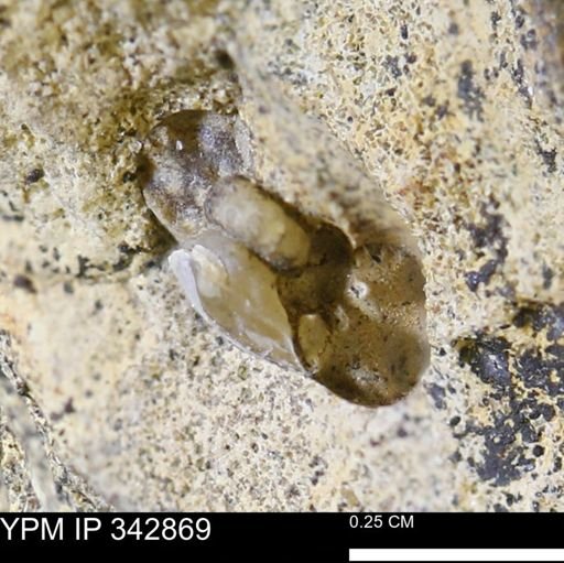undet. Scaphitidae