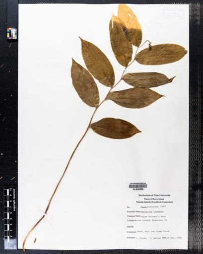 Maianthemum