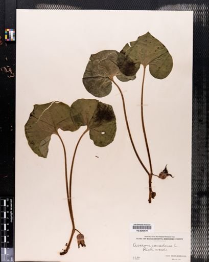 Asarum canadense