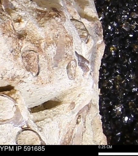 Serpulidae