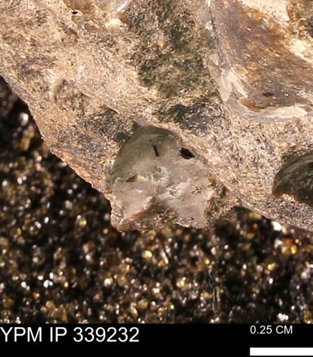 undet. Mollusca