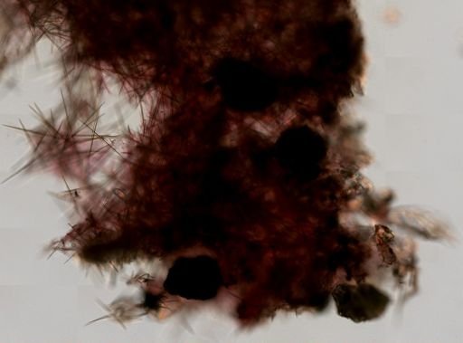 Halichondria (Eumastia) sp.