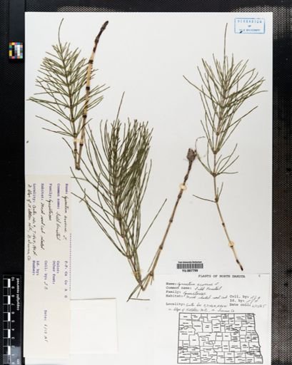 Equisetum arvense