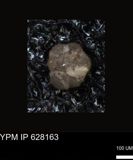undet. Foraminiferida