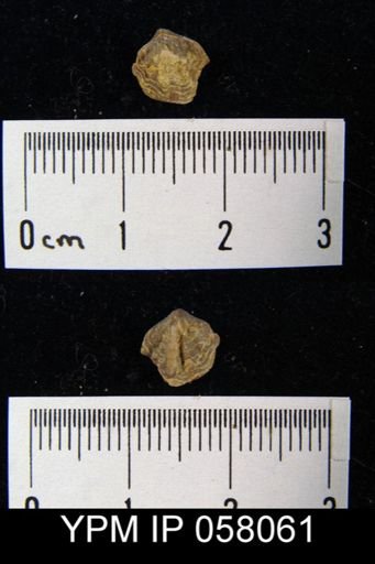 Atrypina imbricata