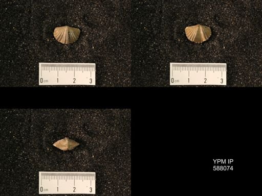 Platystrophia laticostata