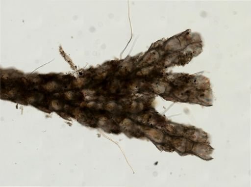 Scrupocellaria diegensis