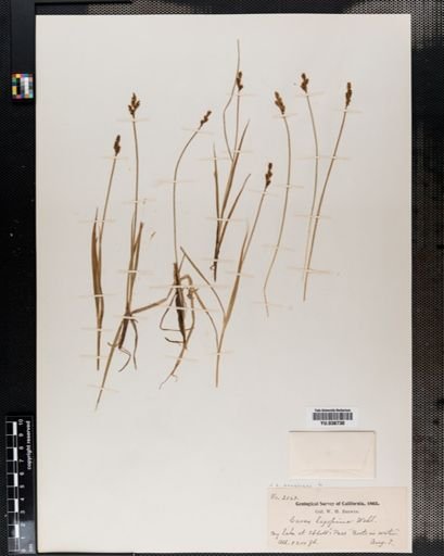 Carex canescens