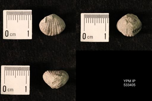 Rhynchotrema janeum