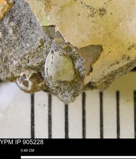 Corbulamella?