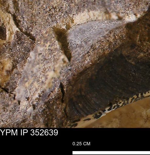 undet. Mollusca