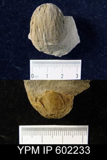 Productella arctirostrata