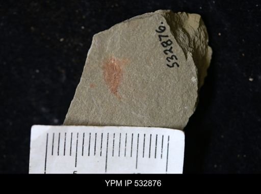 undet. Synziphosurina