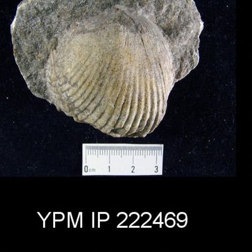 Plethorhyncha barrandi