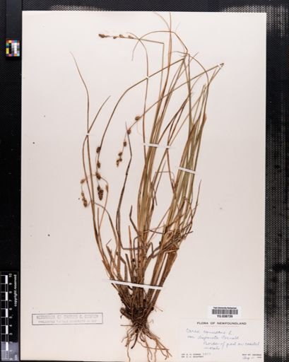 Plantae