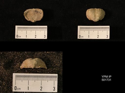Marginifera lasallensis