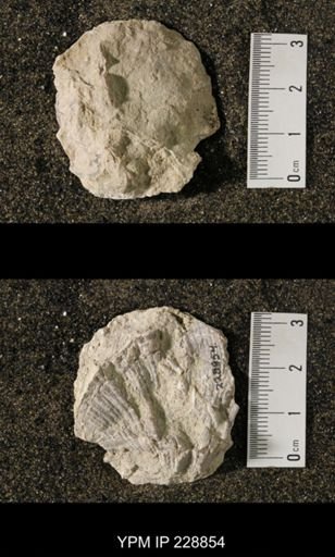 Neospirifer triplicatus