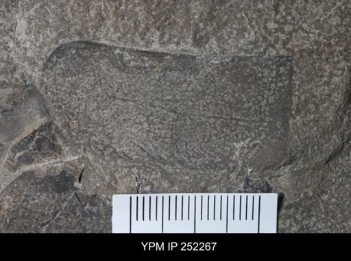 undet. Eurypterida