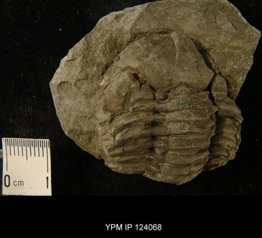 Phacops rana