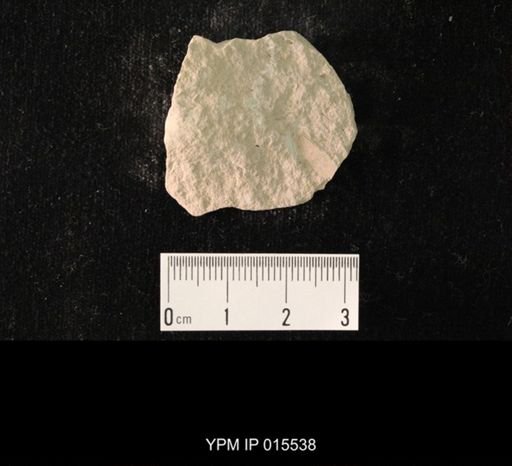 Probnis speciosa