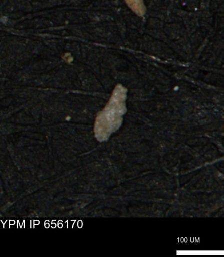Verneuilina canadensis