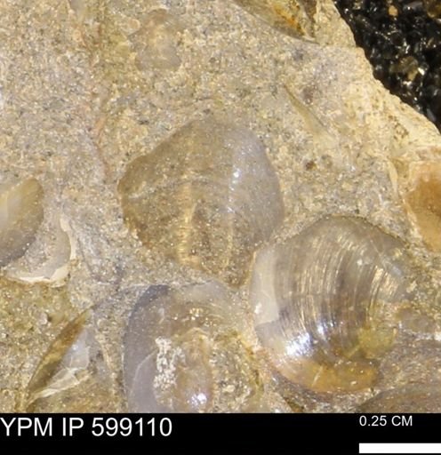 undet. Bryozoa