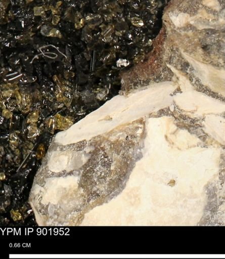 undet. Mollusca