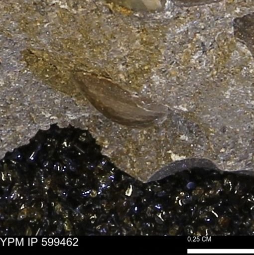 Protocardia subquadrata
