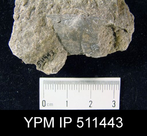 undet. Strophomenida