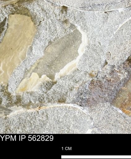Phelopteria linguaeformis