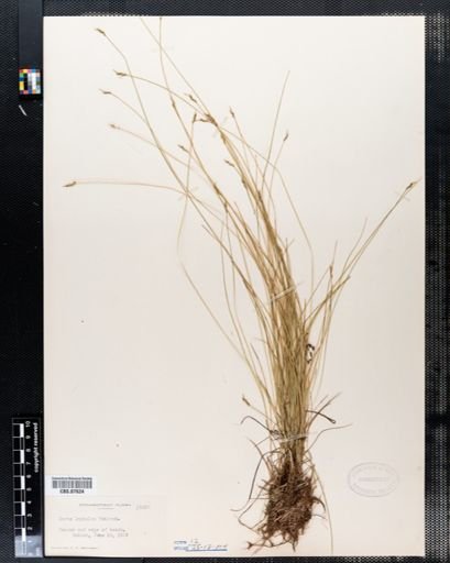 Carex leptalea