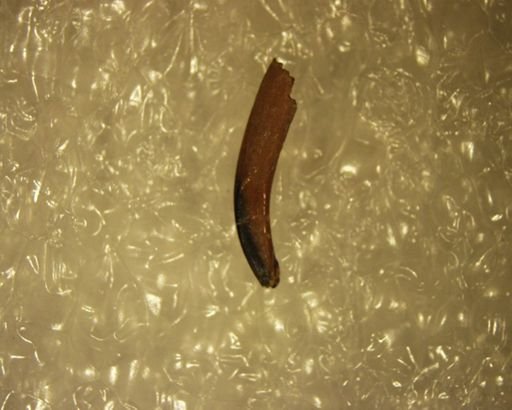 Mesodma ambigua
