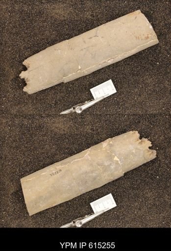 Baculites sp.