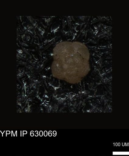 undet. Foraminiferida