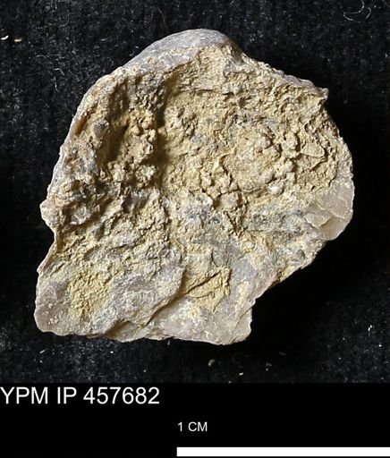 Helaspis sp.