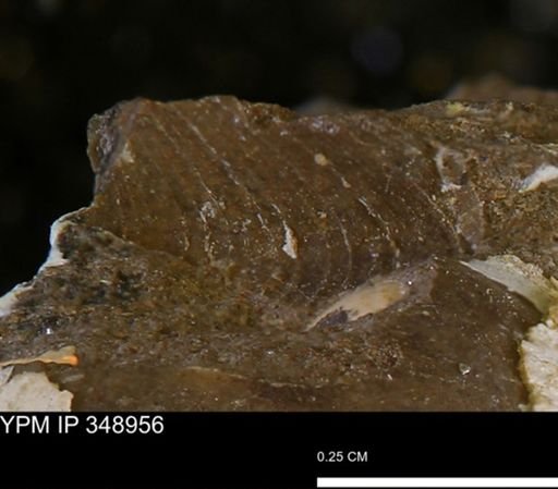 undet. Bivalvia