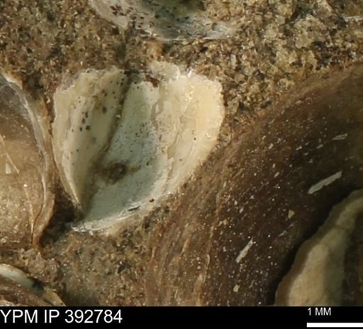 Protocardia?