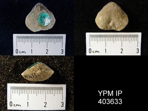Meristella atoka