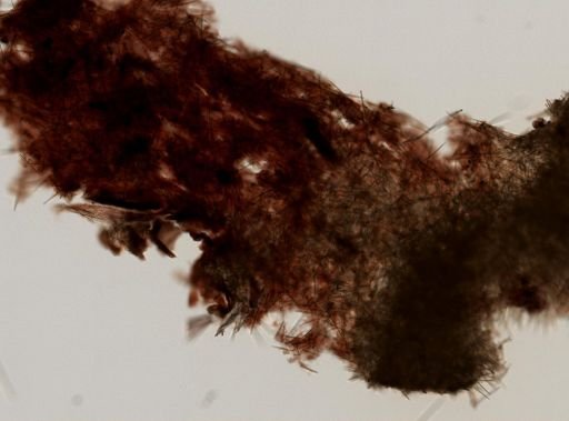 Cliona sp.