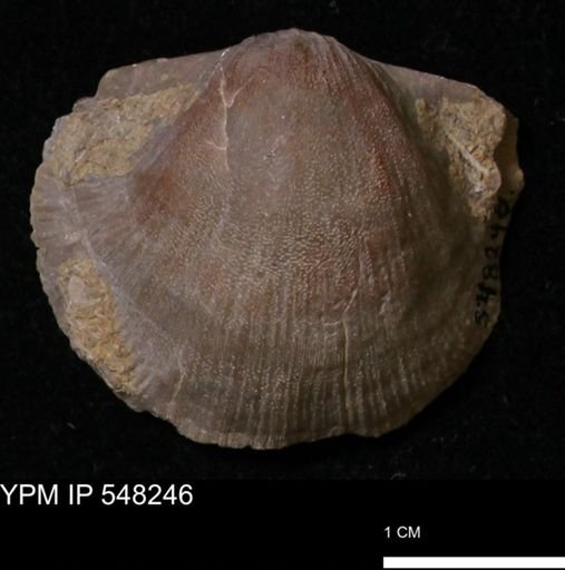 Stropheodonta navalis