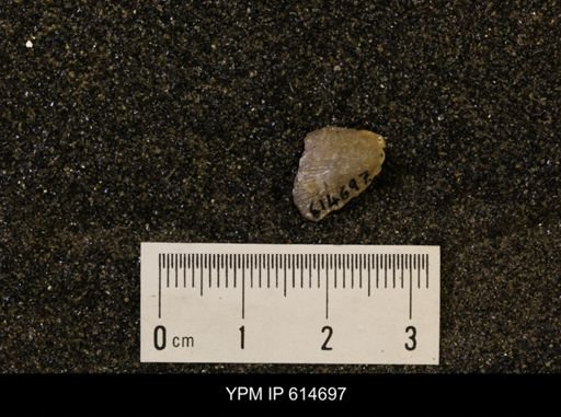 Oxytoma (Hypoxytoma) nebrascana