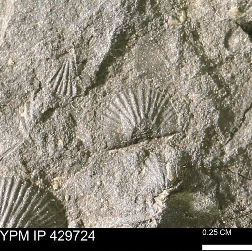 Devonochonetes sp.
