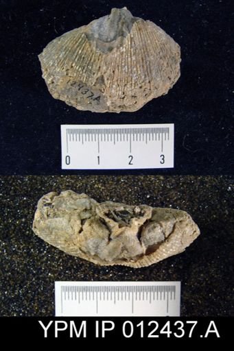 Spirifer costella