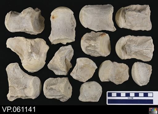 undet. Mosasauridae