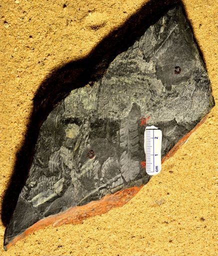 Pecopteris sp.