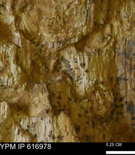 Teredo sp.