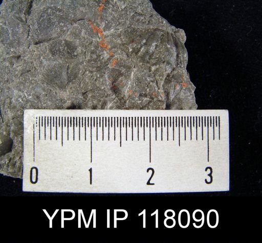 Delthyris rugaecosta
