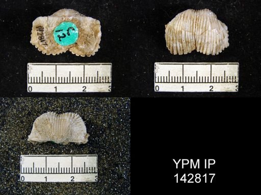Productus sp.